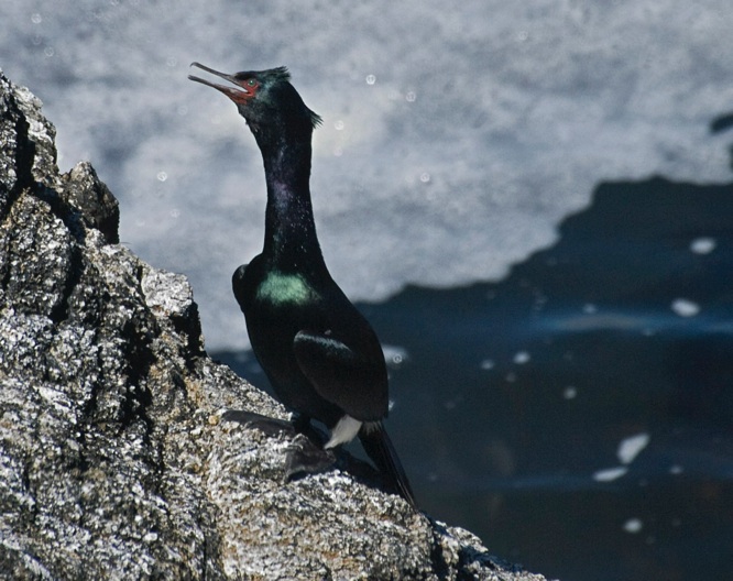 Pelagic Cormorant Identification, All About Birds, Cornell Lab of