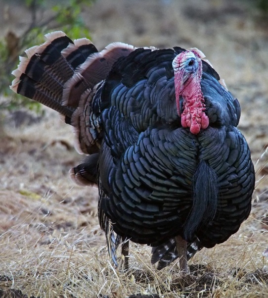 Wild Turkey - eBird